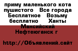 приму маленького кота пушистого - Все города Бесплатное » Возьму бесплатно   . Ханты-Мансийский,Нефтеюганск г.